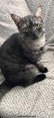 My cat Ruby has been for since the 09/10/23 He’s a Smokey dark grey tabby cat wi