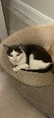 White and grey, male cat. Quite timid and wary of other animals.