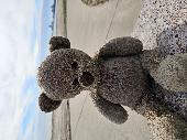 We were visiting north beach before heading home back to the Midwest and my son 