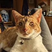 £100 REWARD OFFERED - Anakin is ginger and white, just over a year old, neutered