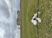 Hi! If anyone see my daughters Moo-Moo. Its a cow with only one eye. Please we a