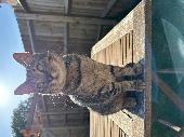 Our cat Delboy is missing! He has not been home since 19/12/23 at 5pm - this is 
