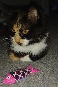 Tortoiseshell and white cat. Dark coloured body and tail with white fluffy front