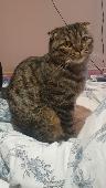 Small in stature tabby cat with folded ears has gone missing. She is spayed and 