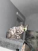 He has a cream base with silver shaded and black rosettes on body and black spot