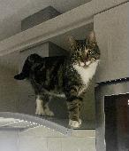 Mr Pickles is tabby coloured with white feet, a white bib and white moustache. H
