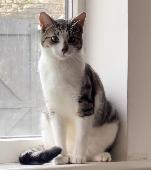 PLEASE CAN YOU HELP FIND OUR BELOVED MISSING CAT. REWARD OFFERED £1000 FOR ANY I