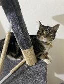 my 8-month-old domestic tabby shorthair cat, Peoul, has been missing since Wedne