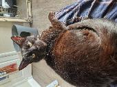 Lost black short hair male cat Mottie, very friendly and easy to pick up.