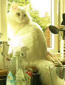 Snowflake went missing on 17th February. He is big, all white and fluffy. He is 