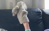 Grey comfort blanket teddy. Lost either in Avis vehicle or in Orlando area. 