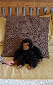 We've lost our chimp companion "Charlie" Chiggles. We left the Moto Services Exe