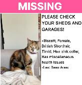 My cat has been missing since last night nowhere to be seen she has a fractured 
