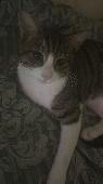 Half tabby