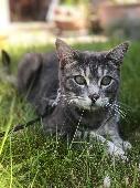 ?MISSING CAT, CHISLEHURST BR7?Chipped, neutered and reported missing since 2 May