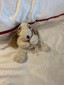 Very small cuddly plush dog. Old and worn but loved and needs reuniting with own