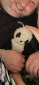 A little panda bear named Ben, he’s about 10 inches long, unjointed and was boug
