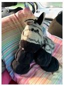 I lost My teddy Zack in Malaga airport or Exeter Airport! Please help he's my ch