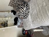 My cat sweep gone missing he went missing last night he went missing by escaping