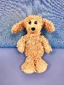 Lost poodle toy found in the children's library at Artizan Street Library and Co