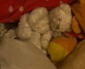 hi i lost my childhood teddy i’ve had since birth and i am willing to do anythin