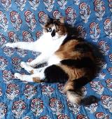 Calico cat, chipped and spayed. She has a black droplet on her white nose. She i