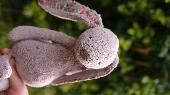I lost my best friend and teddy bear???? it is an approx. 15cm tall pink fabric 