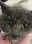 Chubby grey and white female short hair cat found struggling on a very hot day. 