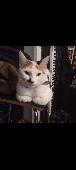 Missing cat. Small calico with distinctive black heart on ri