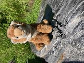 Hi - my daughter accidentally left Lilly, her stuffed tiger friend, in a bathroo