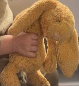 Lost: my son has lost his favourite yellow Jellycat bunny on holiday in Sarajevo