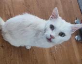 Timmy is missing from Yardley Wood, Birmingham B14. Last seen 1.30am 10/8/24. To