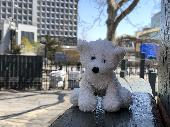 Toby has gone missing. He has been on travel holidays with us since 2003. He was