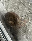 Ginger tiger pattern cat. Took it to the vet its not got a chip.