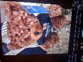 Whilst birdwatching on the dune area on Sunday I usually carry our bear on my ba